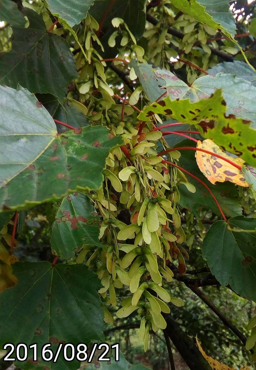 大雪山森林遊樂區 台灣紅榨槭的果實 fruits of Acer morrisonense, Acer rubescens